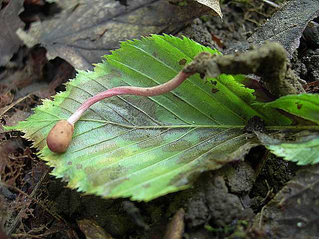 Cordyceps larvicola    Qulet